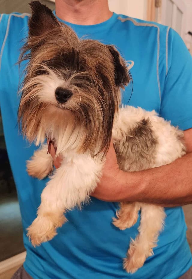 Yorkie Babies - Ready Now! media 3