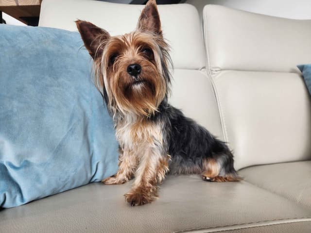 Yorkie Babies - Ready Now! media 5