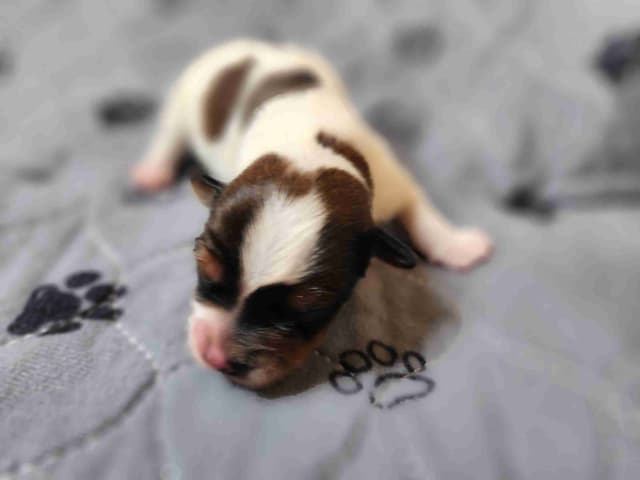 Male Yorkie Puppy - Ready Now!!! media 2