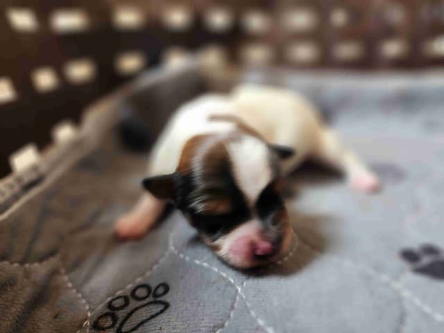 Male Yorkie Puppy - Ready Now!!! media 3
