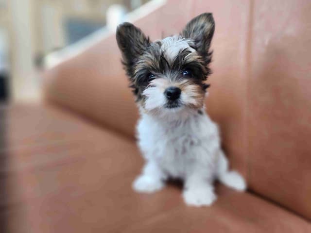 Male Yorkie Puppy - Ready Now!!! media 4
