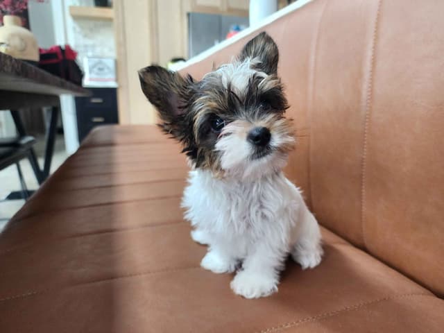 Male Yorkie Puppy - Ready Now!!! media 5