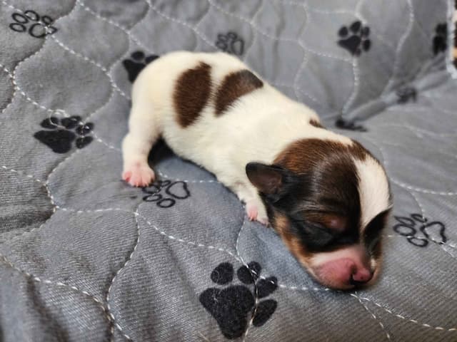Male Yorkie Puppy - Ready Now!!! media 6