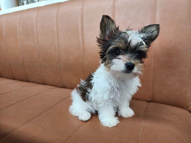 Male Yorkie Puppy - Ready Now!!! media 7