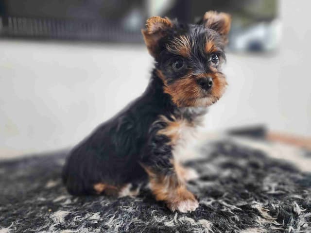 Traditional Male & Female Yorkie Puppies - Ready Now!!! media 2