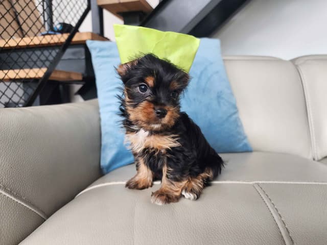 Traditional Male & Female Yorkie Puppies - Ready Now!!! media 3