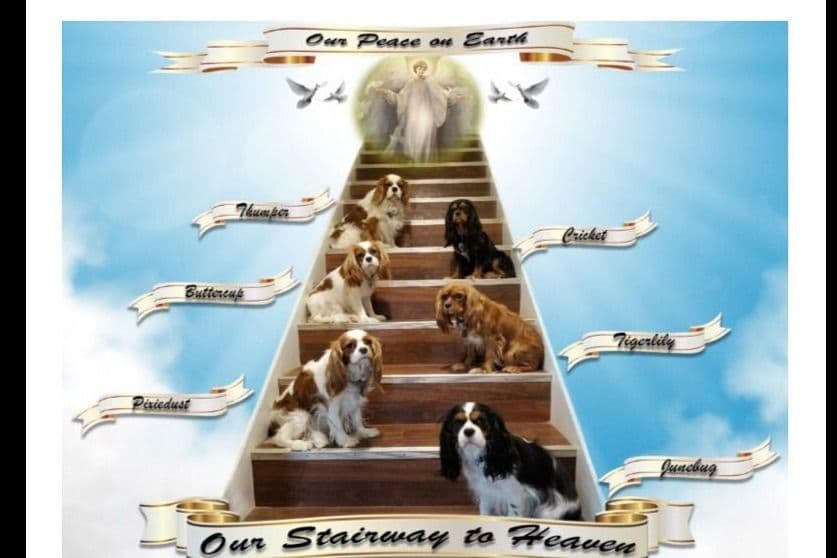 Cavalier King Charles Spaniel Puppies breeder image 1