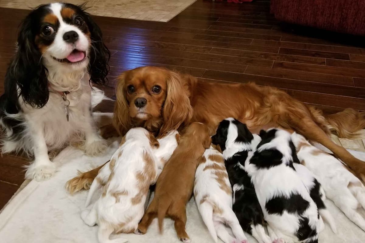 Cavalier King Charles Spaniel Puppies breeder image 4