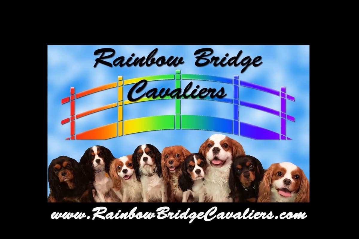 Cavalier King Charles Spaniel Puppies breeder image 6