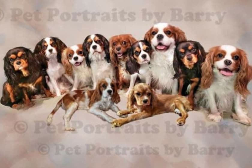 Cavalier King Charles Spaniel Puppies breeder image 7