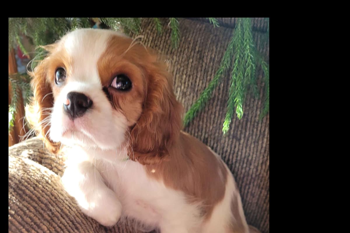 Cavalier King Charles Spaniel Puppies breeder image 8