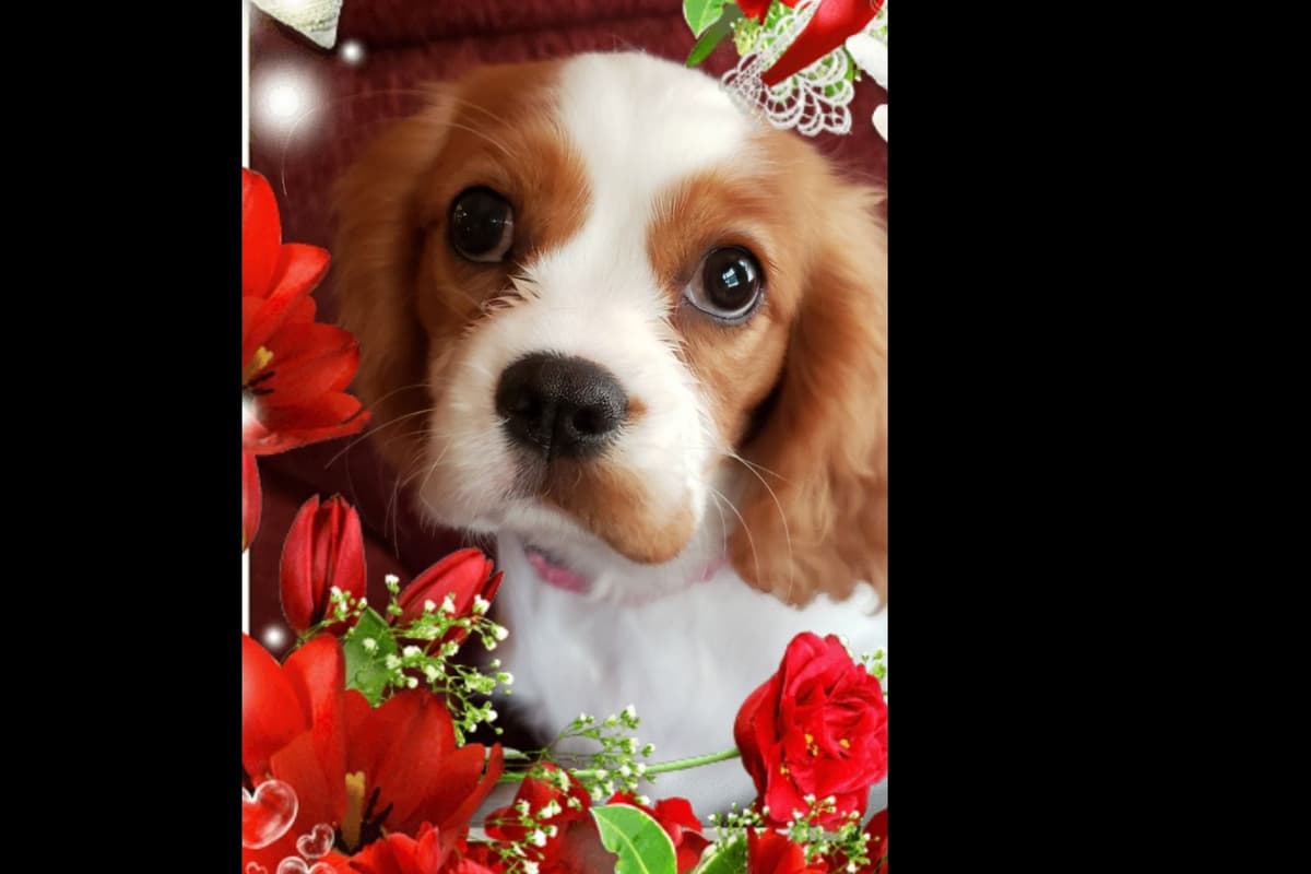 Cavalier King Charles Spaniel Puppies breeder image 9