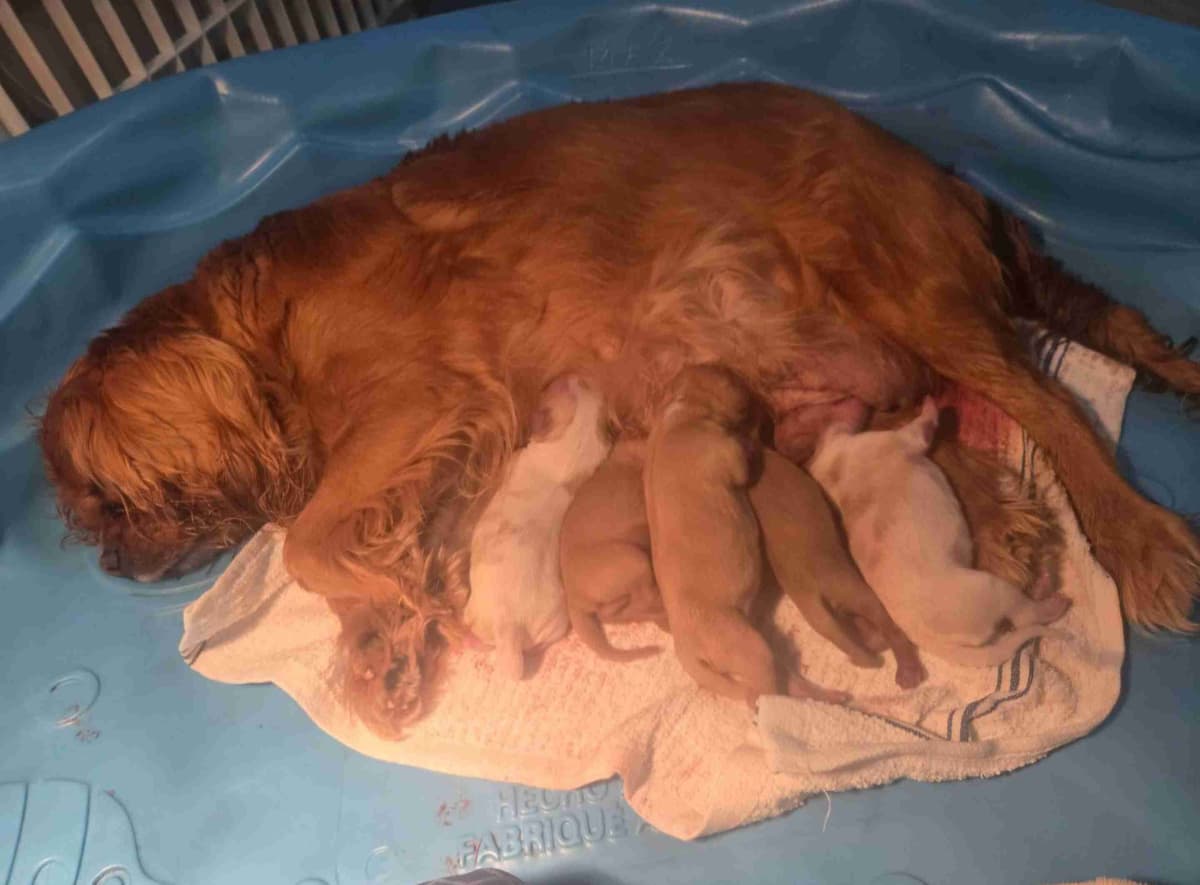 Cavalier King Charles Spaniel Puppies breeder image 11