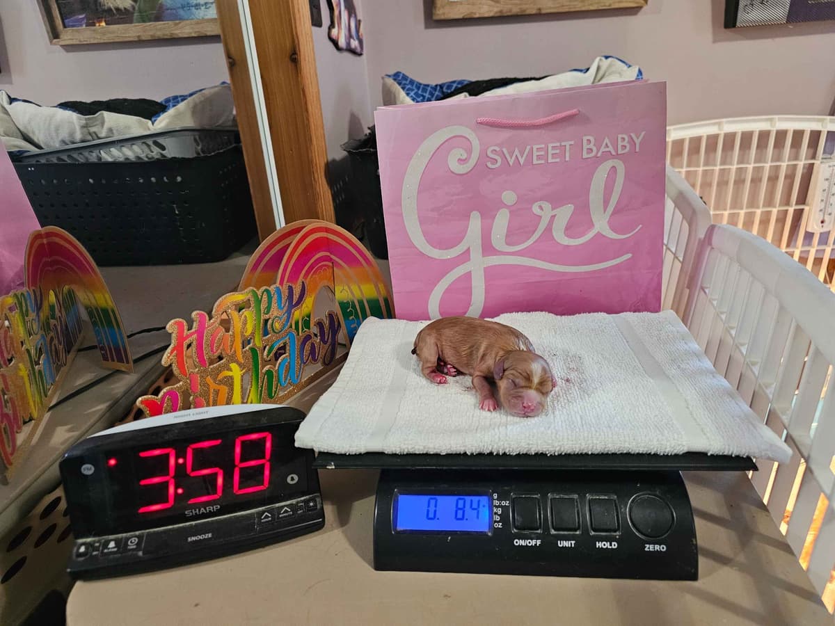 Cavalier King Charles Spaniel Puppies breeder image 15