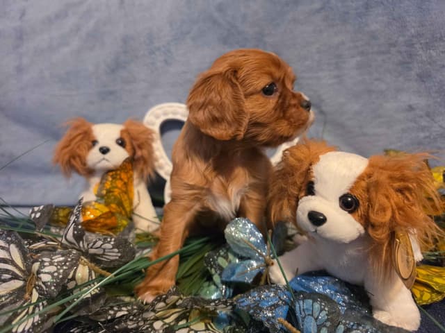Cavalier King Charles Spaniel Puppies media 2