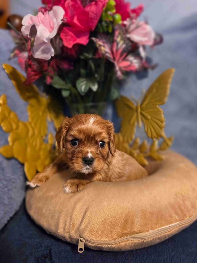 Cavalier King Charles Spaniel Puppies media 4