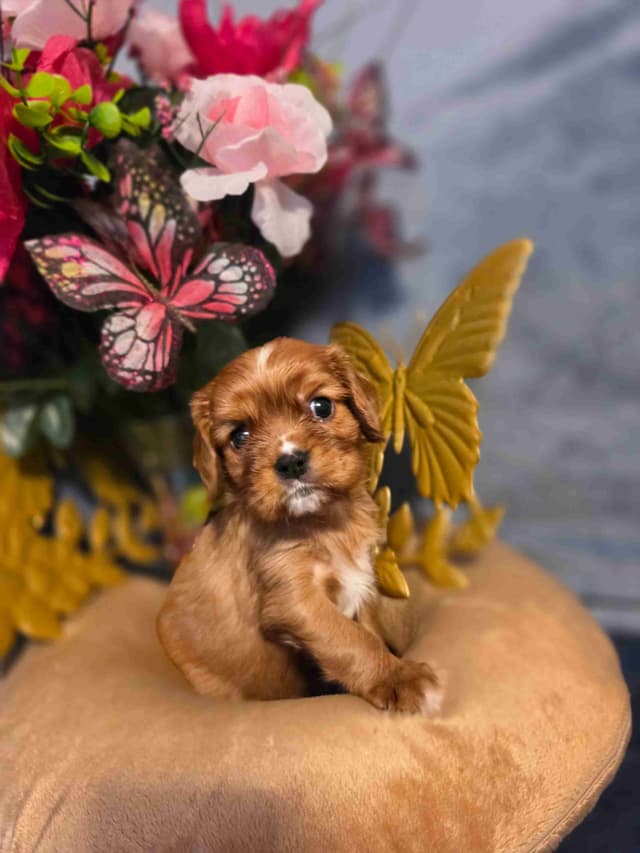 Cavalier King Charles Spaniel Puppies media 5