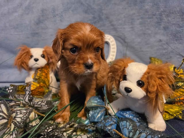 Cavalier King Charles Spaniel Puppies media 3