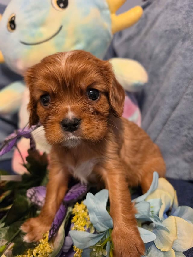 Cavalier King Charles Spaniel Puppies media 6