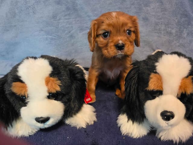 Cavalier King Charles Spaniel Puppies media 7