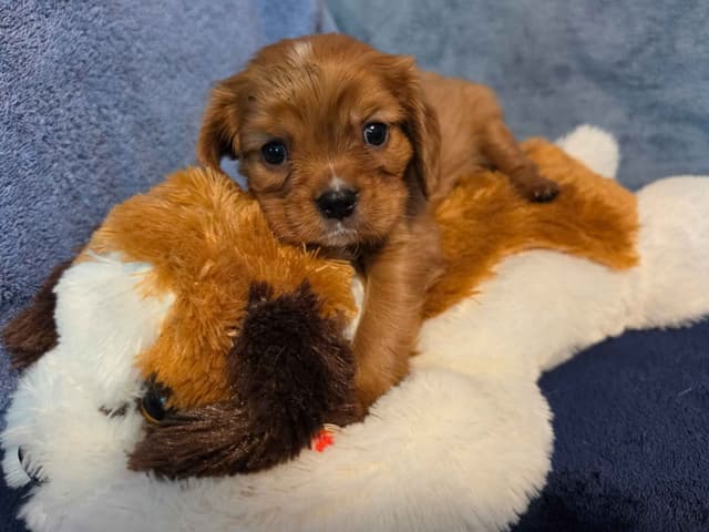 Cavalier King Charles Spaniel Puppies media 8