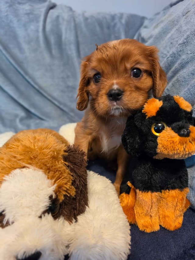 Cavalier King Charles Spaniel Puppies media 9