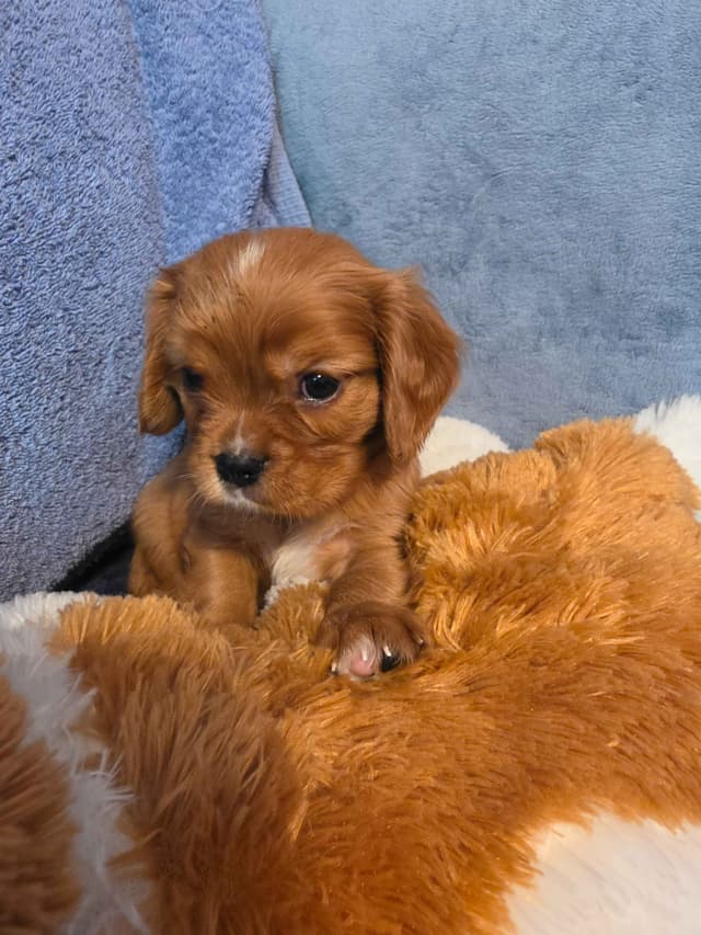 Cavalier King Charles Spaniel Puppies media 10