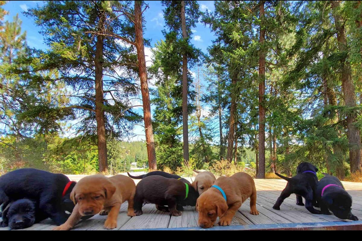 Fox Red and Black Labrador Retriever Puppies breeder image 1