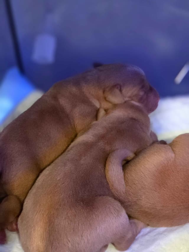 Fox Red and Black Labrador Retriever Puppies media 4