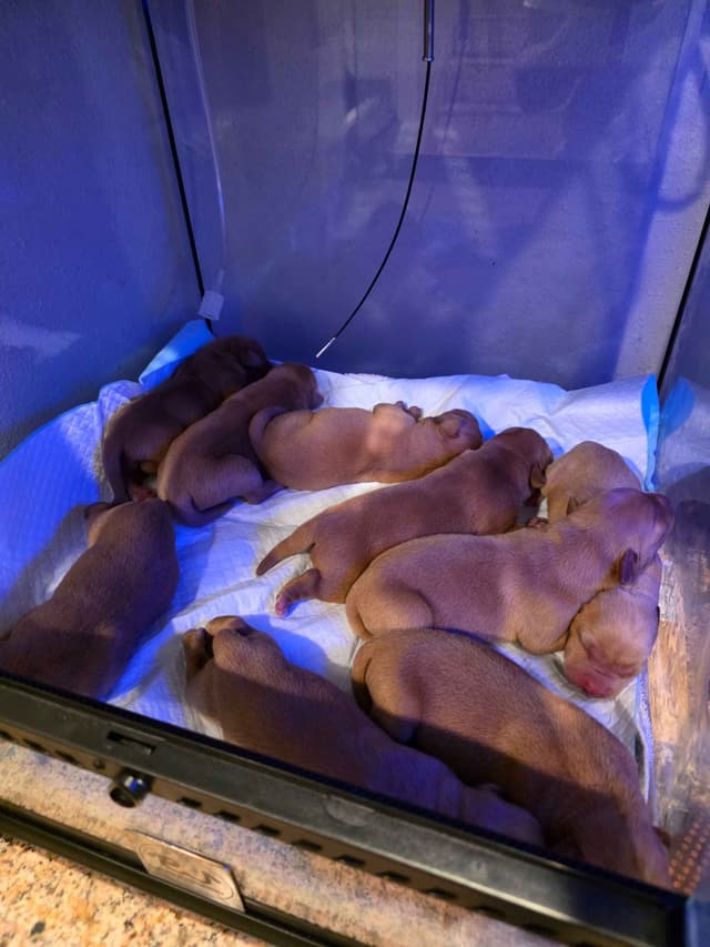 Fox Red and Black Labrador Retriever Puppies media 5
