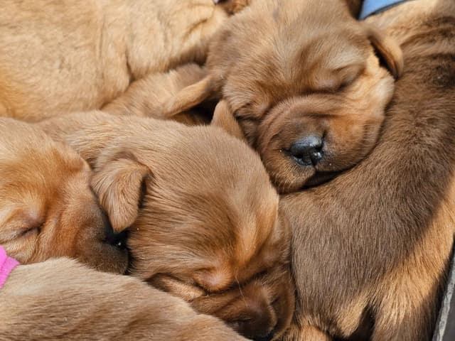 Fox Red and Black Labrador Retriever Puppies media 3