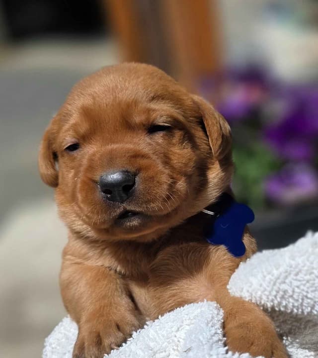 Fox Red and Black Labrador Retriever Puppies media 6