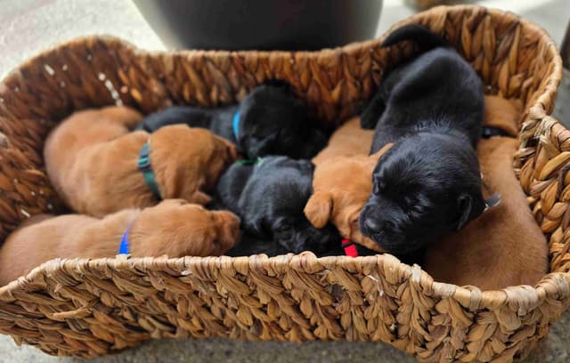 Fox Red and Black Labrador Retriever Puppies media 7