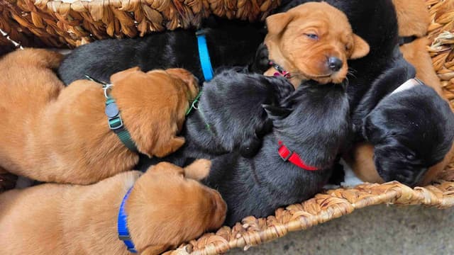 Fox Red and Black Labrador Retriever Puppies media 2
