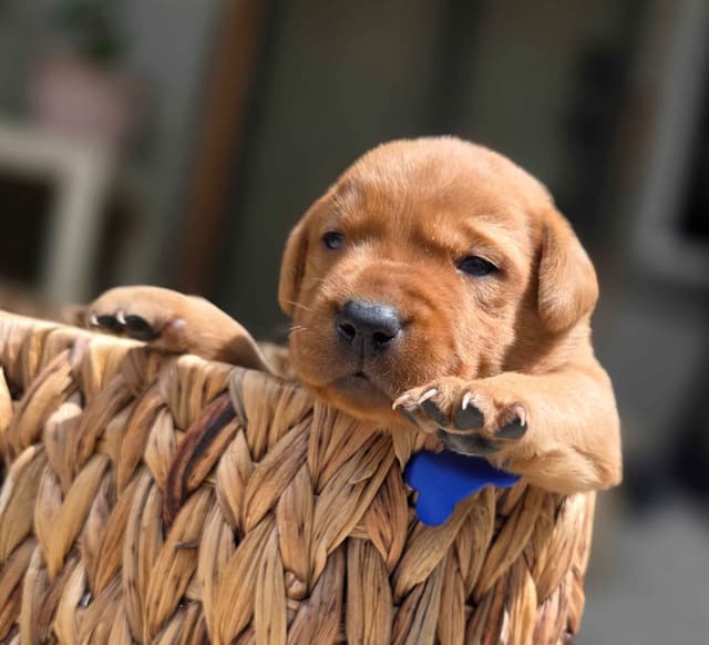 Fox Red and Black Labrador Retriever Puppies media 9