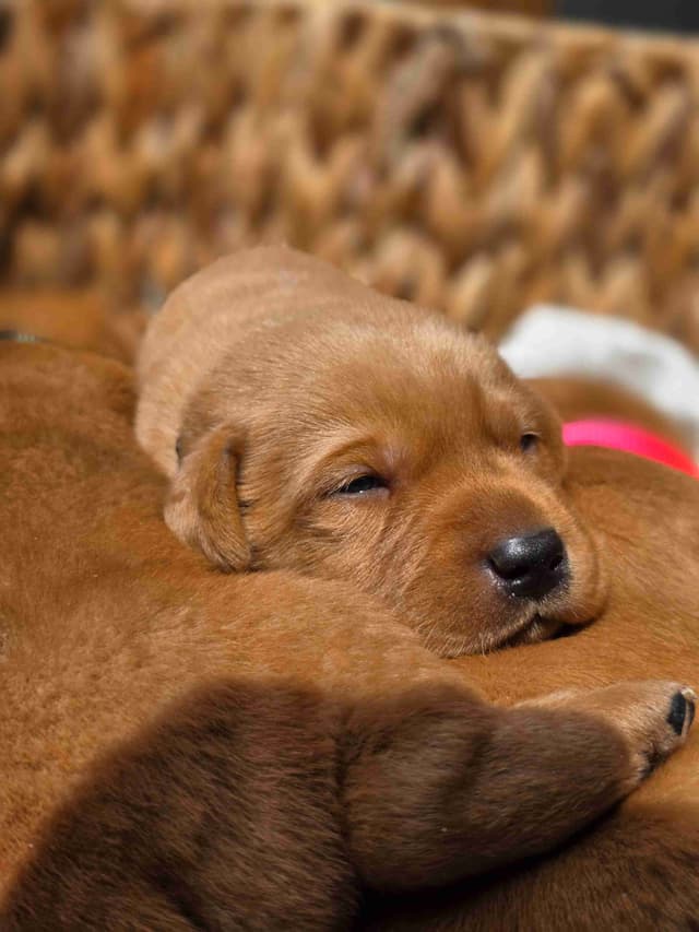 Fox Red and Black Labrador Retriever Puppies media 10