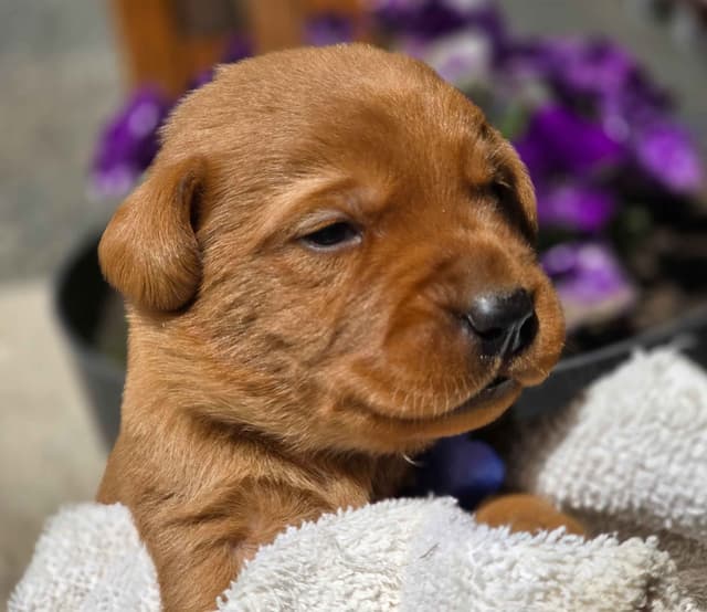 Fox Red and Black Labrador Retriever Puppies media 11
