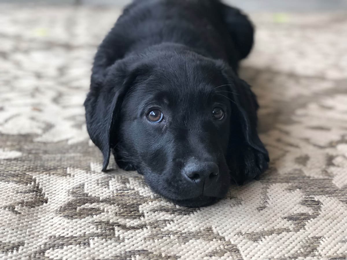 Labrador Retriever Puppies breeder image 1