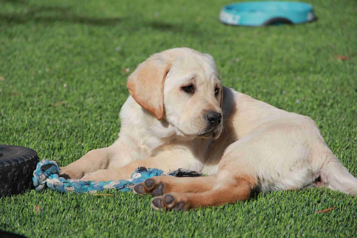 Labrador Retriever Puppies breeder image 3
