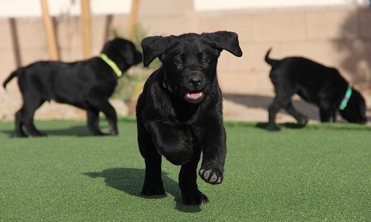 Labrador Retriever Puppies breeder image 4