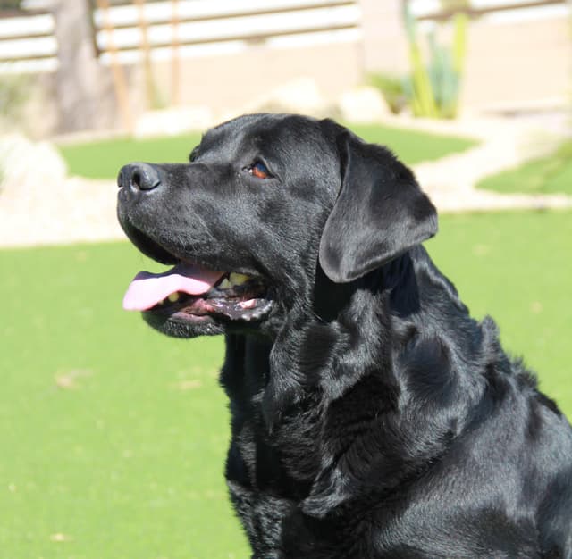 Labrador Retriever Puppies media 2
