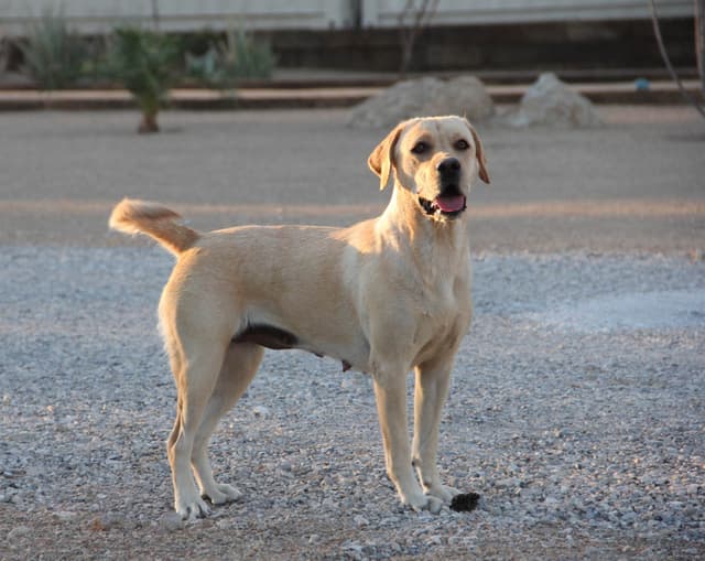 Labrador Retriever Puppies media 3