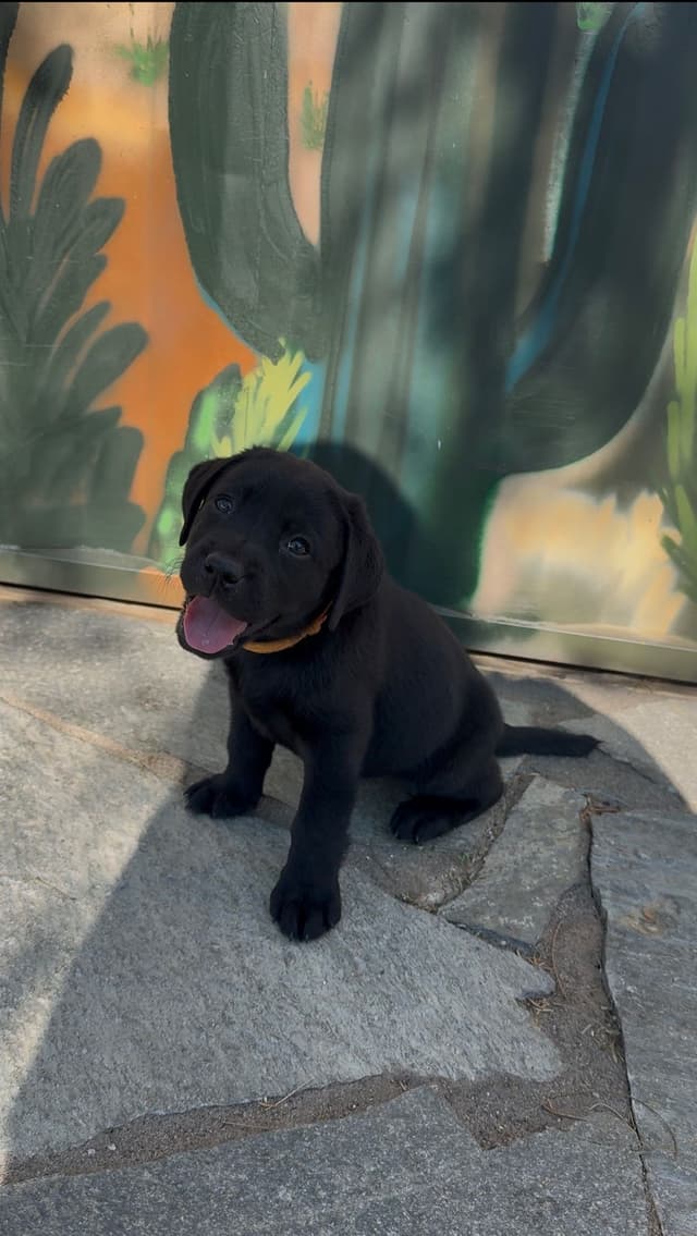 Labrador Retriever Puppies media 4