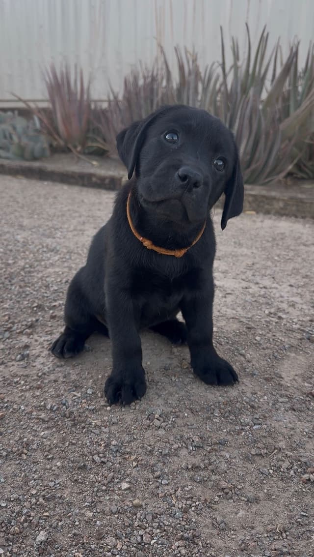 Labrador Retriever Puppies media 5