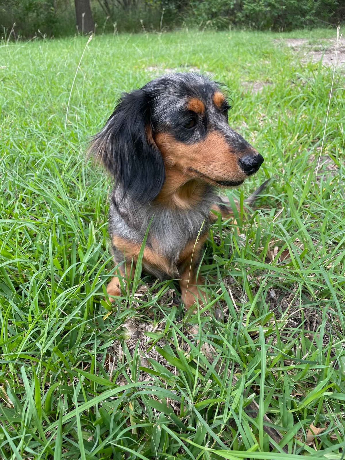 Miniature Dachshund Puppies breeder image 2