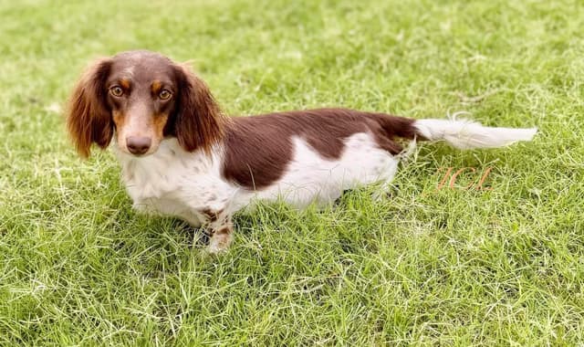 Miniature Dachshund Puppies media 7
