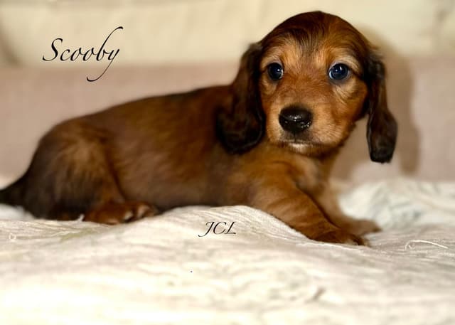 Miniature Dachshund Puppies media 2