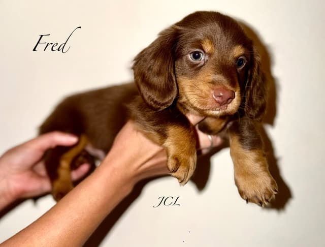 Miniature Dachshund Puppies media 3
