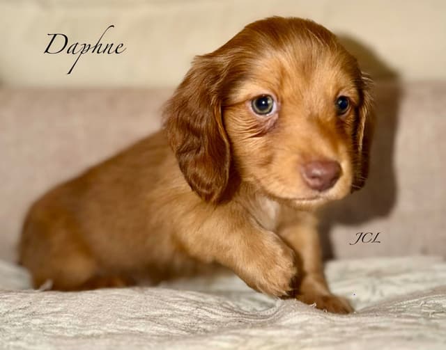 Miniature Dachshund Puppies media 4
