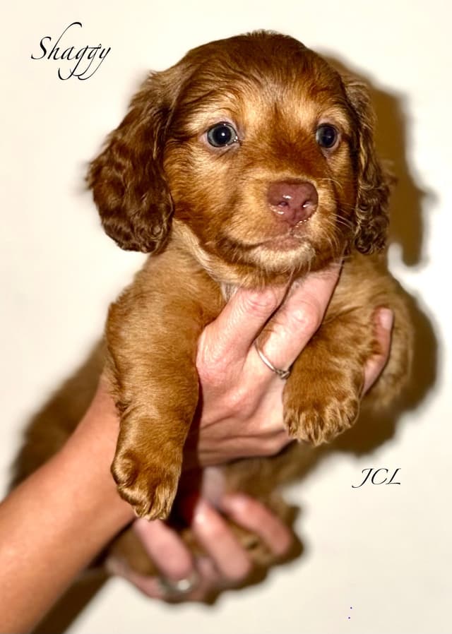 Miniature Dachshund Puppies media 5